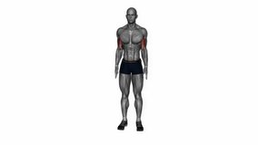biceps stretch behind the back fitness exercise workout animation male muscle highlight demonstration at 4K resolution 60 fps crisp quality for websites, apps, blogs, social media etc.