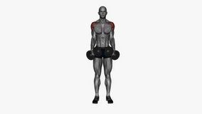 lateral raises dumbbell fitness exercise workout animation male muscle highlight demonstration at 4K resolution 60 fps crisp quality for websites, apps, blogs, social media etc.