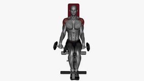 front raises dumbbell seated fitness exercise workout animation male muscle highlight demonstration at 4K resolution 60 fps crisp quality for websites, apps, blogs, social media etc.