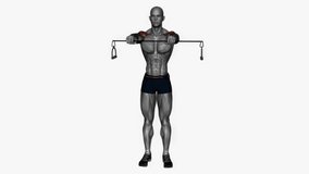 pull apart cable resistance band fitness exercise workout animation male muscle highlight demonstration at 4K resolution 60 fps crisp quality for websites, apps, blogs, social media etc.