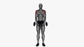 upright row dumbbell fitness exercise workout animation male muscle highlight demonstration at 4K resolution 60 fps crisp quality for websites, apps, blogs, social media etc.