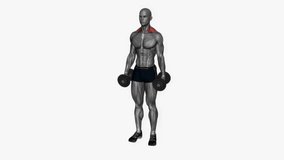 dumbbell shrug fitness exercise workout animation male muscle highlight demonstration at 4K resolution 60 fps crisp quality for websites, apps, blogs, social media etc.