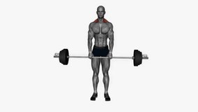 barbell shrugs fitness exercise workout animation male muscle highlight demonstration at 4K resolution 60 fps crisp quality for websites, apps, blogs, social media etc.