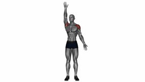 standing swimmer fitness exercise workout animation male muscle highlight demonstration at 4K resolution 60 fps crisp quality for websites, apps, blogs, social media etc.