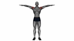 palm up palm down rotation fitness exercise workout animation male muscle highlight demonstration at 4K resolution 60 fps crisp quality for websites, apps, blogs, social media etc.