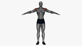 arm circle fitness exercise workout animation male muscle highlight demonstration at 4K resolution 60 fps crisp quality for websites, apps, blogs, social media etc.