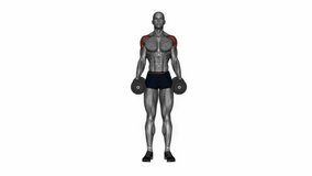 dumbbell armpit row fitness exercise workout animation male muscle highlight demonstration at 4K resolution 60 fps crisp quality for websites, apps, blogs, social media etc.