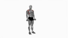 Dumbbell Standing Alternate Vertical Front Raises fitness exercise workout animation male muscle highlight demonstration at 4K resolution 60 fps crisp quality for websites, apps, blogs, social media