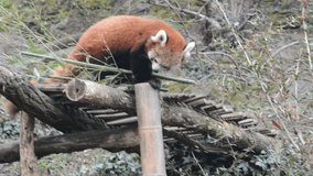 The adorable and cute Red Panda. Beautiful funny animal. Stock video footage.