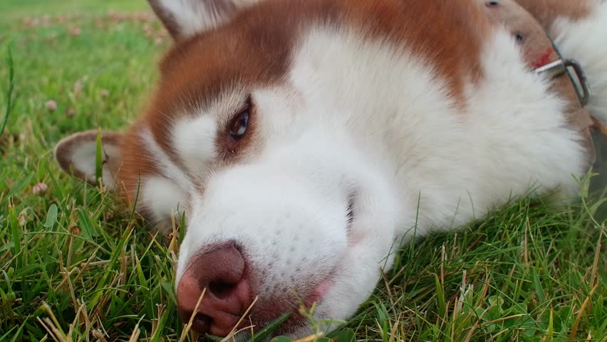 Husky dog on the green grass, hot weather for the pet. Motion on the meadow, happy dog. Food for dogs advertisement	 | Shutterstock HD Video #1100527507