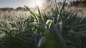 Green grass in hoarfrost in early spring. First green grass breaks out of the ground in the rays of rising sun. Spring coming - Powered by Shutterstock - Get 15% off with code: PIKWIZARD15