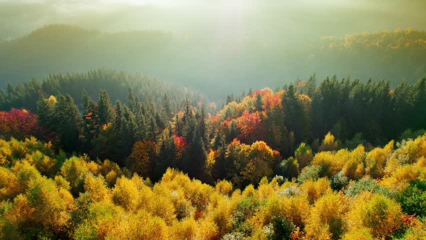 Yellow and red autumn trees in the morning misty mountains. Mountain forest in the midst of autumn. Aerial view of autumn sunset in the mountains