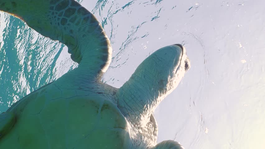 Vertical video, sea turtle lies under the waves and looks around. Slow motion, Great Green Sea Turtle (Chelonia mydas) rests on the surface of the water under storm of waves and looks down, Low-angle  Royalty-Free Stock Footage #1100527767