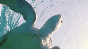 Vertical video, sea turtle lies under the waves and looks around. Slow motion, Great Green Sea Turtle (Chelonia mydas) rests on the surface of the water under storm of waves and looks down, Low-angle 