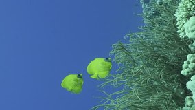 Vertical video, Pair bright yellow Butterfly fish floats near soft corals, Slow motion. Couple of Golden Butterflyfish or Masked Butterflyfish (Chaetodon semilarvatus) swims above Soft Bushy Whipcoral