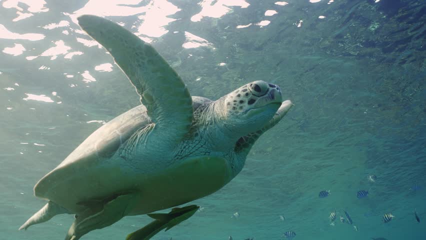 Close-up of Sea Turtle swims under surface and breathes, Slow motion. Great Green Sea Turtle (Chelonia mydas) floats under surface of the water and takes a breath in the sunrays, Backlighting  | Shutterstock HD Video #1100527783