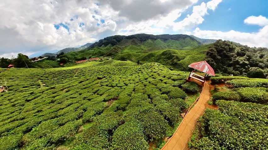 Enjoy stunning aerial view of Malaysian Cameron Highlands tea fields. With its incredible tea leaves and remarkable landscape, this area has hundreds of acres of hills and vibrant tea plants.