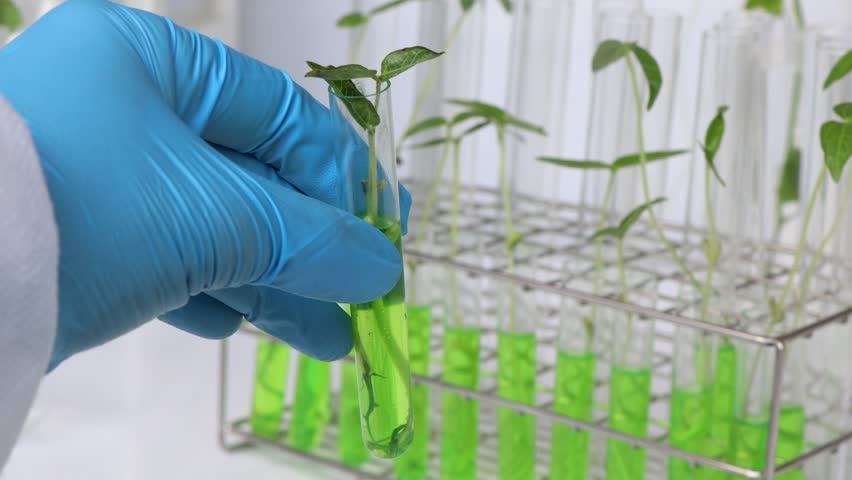 Biology experiment with green vegetables in laboratory, educational science experiments