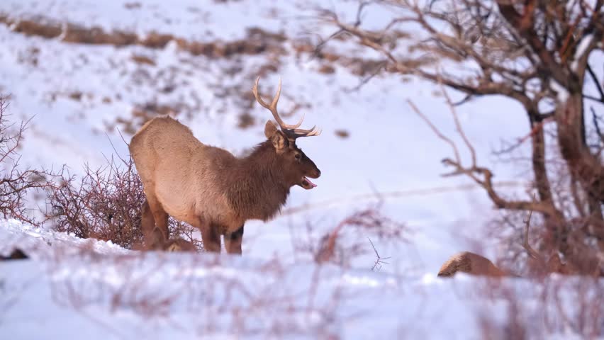 The deer screams or howls, calling the flock. Winter landscape with wild animals. Deer in the mountains are looking for food in the snow.