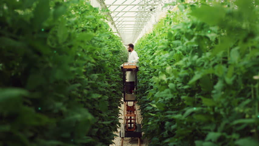 Male Bioengineer Inspecting Growth Of Crops On Modern Vertical Farm. Man Cultivates Organic Food or Plants In Technologically Advanced Greenhouse. VFX Infographics Animation Showing Statistics, Data. Royalty-Free Stock Footage #1100533161