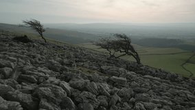 Windswept trees on rocky hillside with reveal of misty green patchwork fields in English countryside Yorkshire UK