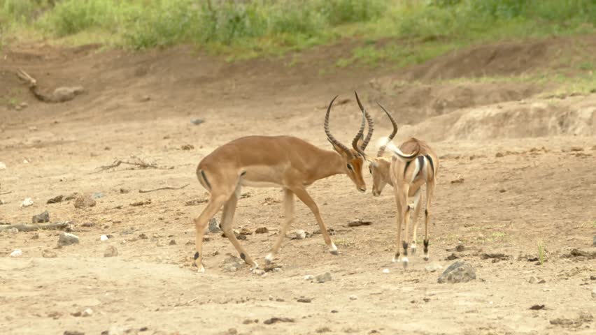 Two Male Impala Lock Horns While Fighting In Masai Mara National Park, Kenya. - wide