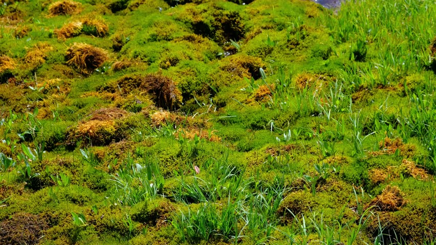 Video of moss swamp om the bank of river Yarlyamry. Located on Kuray mountain range. Altai, Siberia, Russia.