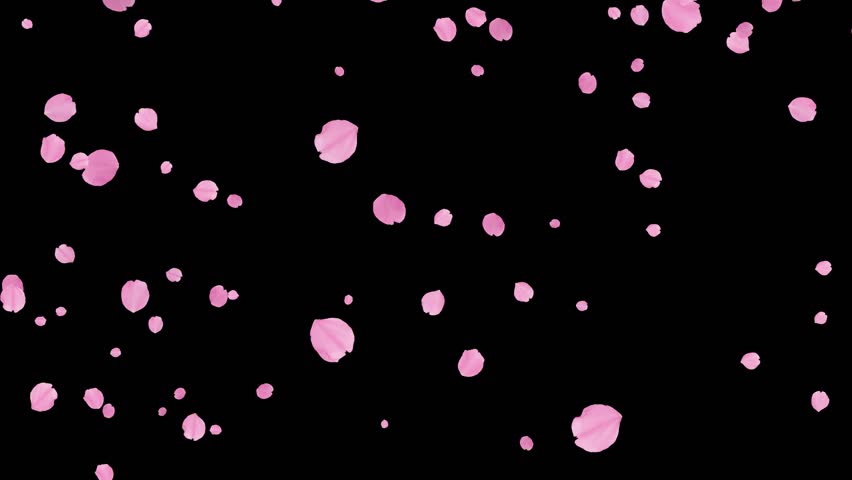 Isolated falling pink cherry blossoms. Spring overlay. Natural flowers. Easter. Black screen. 23,98fps | Shutterstock HD Video #1100539549