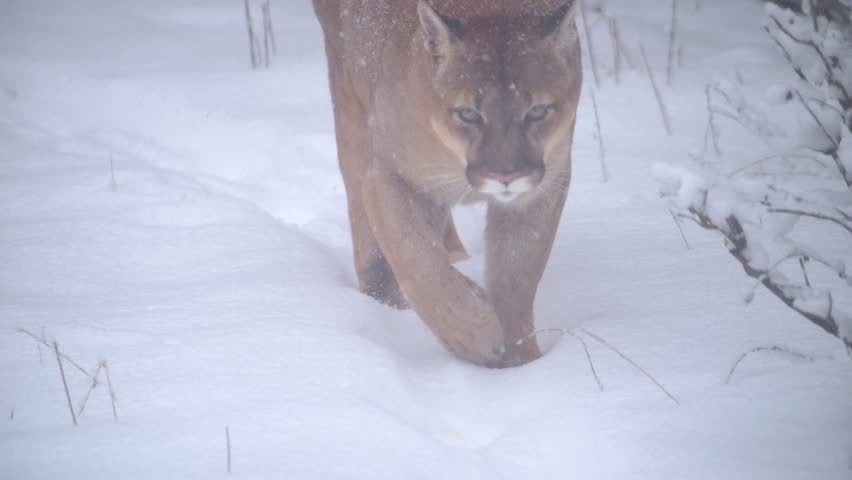 Canadian Cougar, Puma Concolor hunting in wildlife at Canada forest in winter morning snowfall. 4k 120fps super slow motion raw footage  Royalty-Free Stock Footage #1100539615