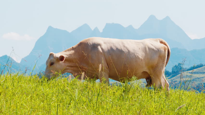Cow in mountains. Cow grazes in the pristine green hill with mountains on the background. Brazilian highlands of Santa Catarina state near Urubici town. Brazilian eco friendly farming