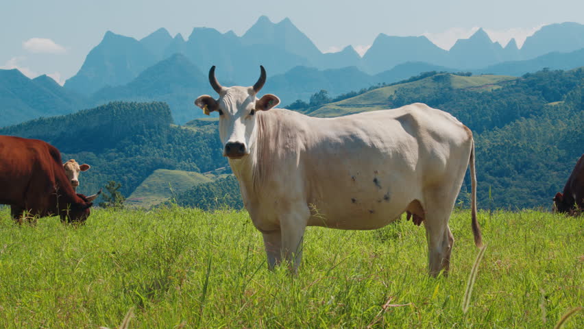 Cows in mountains. Herd of cows graze in the pristine green hill with mountains on the background. Brazilian highlands of Santa Catarina state near Urubici town. Brazilian eco friendly farming | Shutterstock HD Video #1100542045
