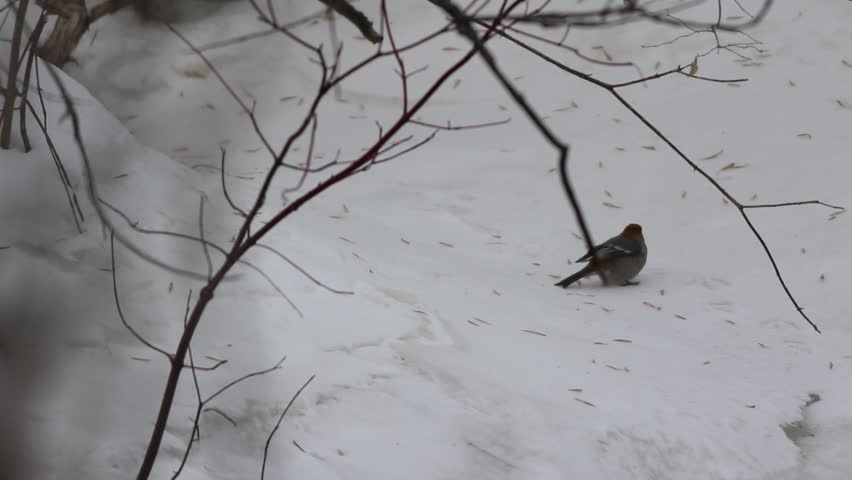 Pine Grosbeak (Pinicola enucleator) in winter, Quebec, Canada