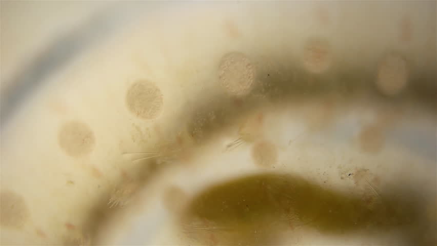 Worm family Sphaerodoridae under a microscope, possibly Sphaerodorum gracilis. Papillae on the body of a worm close-up. Barents sea | Shutterstock HD Video #1100546165