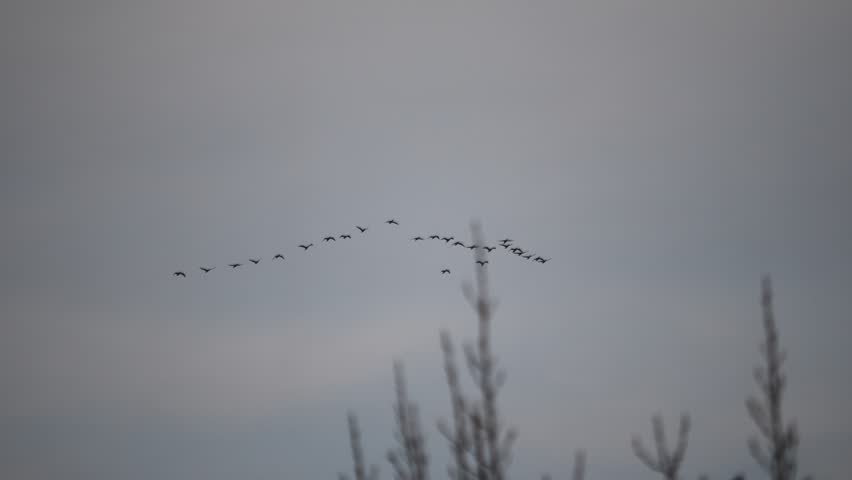 A flock of migratory geese birds flying in the sky.