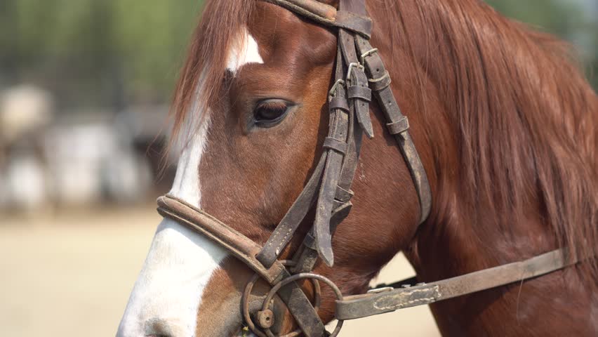 Horse Blinkers