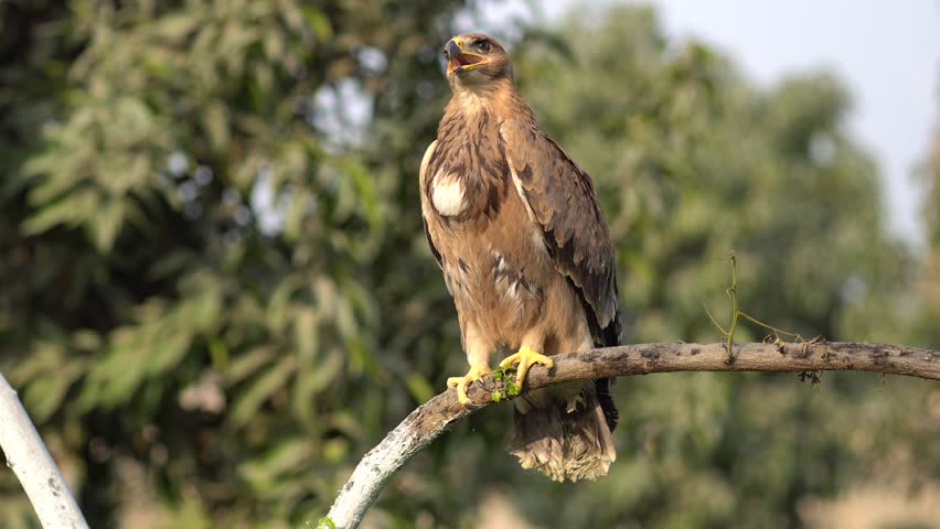 Golden Eagle in Action: A Rare and Beautiful Sight 4k. Stunning Footage of a Golden Eagle in its Natural Habitat. Powerful Golden Eagle Perched on a Tree Branch. Nature