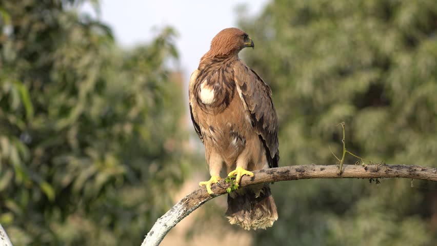 Golden Eagle in Action: A Rare and Beautiful Sight 4k. Stunning Footage of a Golden Eagle in its Natural Habitat. Powerful Golden Eagle Perched on a Tree Branch. Nature