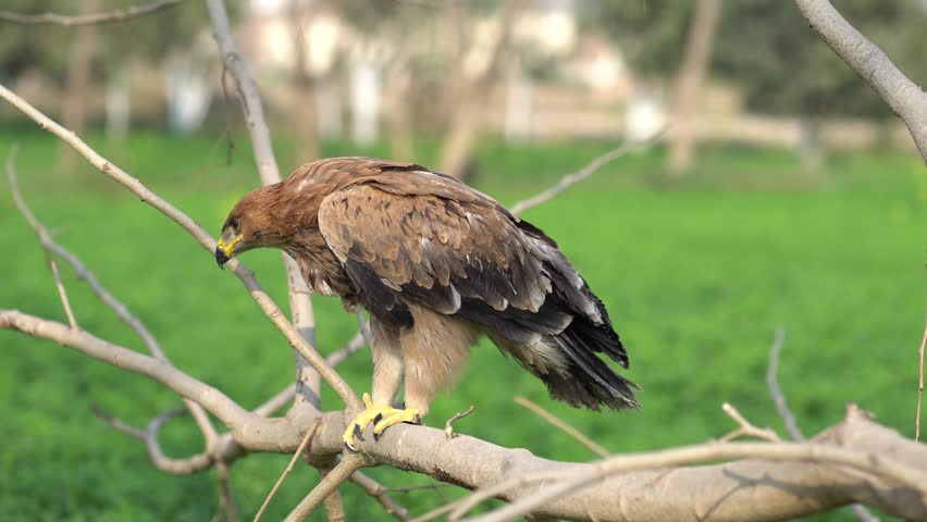 Golden Eagle in Action: A Rare and Beautiful Sight 4k. Stunning Footage of a Golden Eagle in its Natural Habitat. Powerful Golden Eagle Perched on a Tree Branch. Nature
