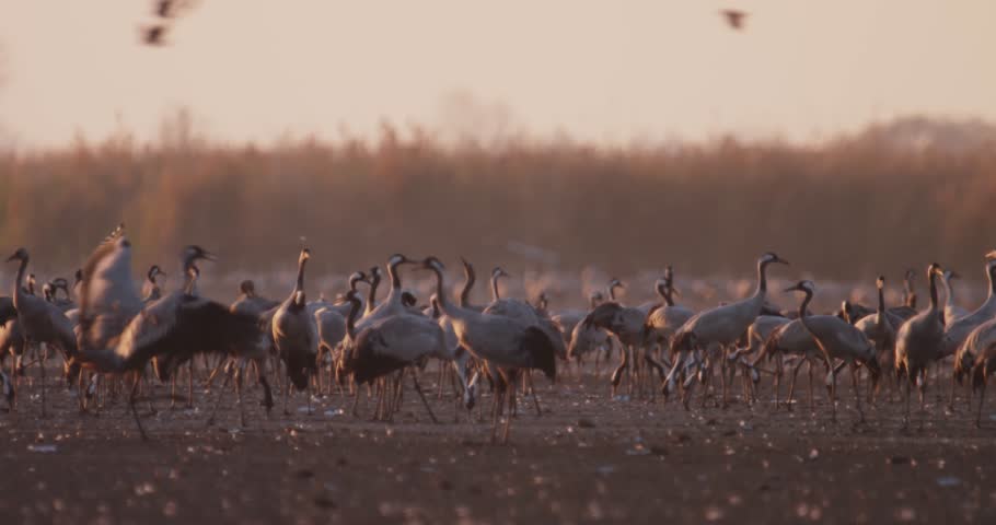 Cranes Eating in A Field Grus Grus Cranes Migration Central Europe