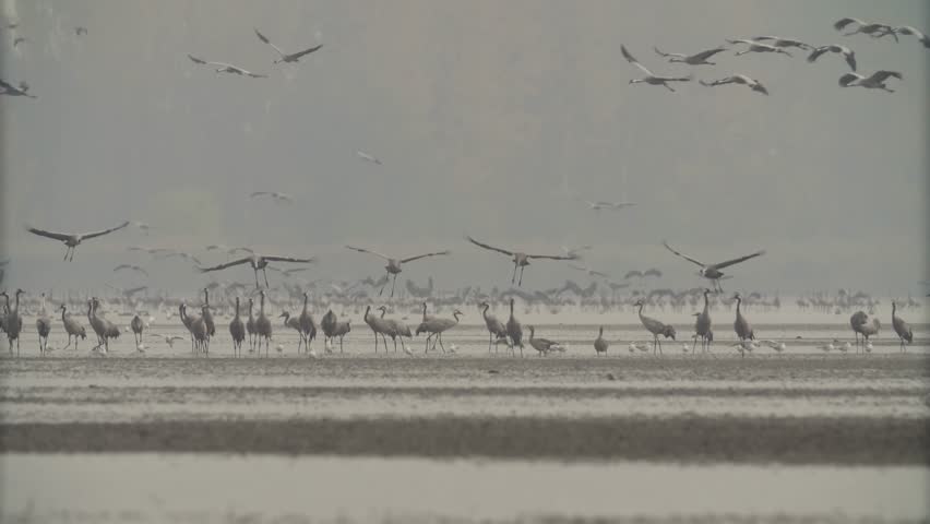 Thousands Of Crane Bird At Lake Crans Migration Central Europe