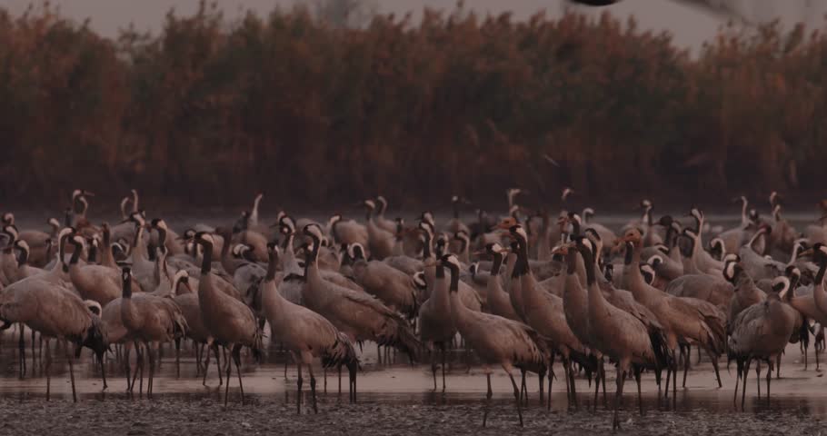 Thousands Of Crane Bird At Lake