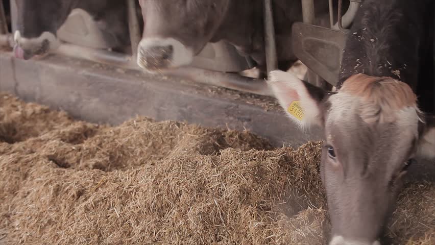 Cows farm. Cows Feeding in the Farm.Cattle farm. Animal husbandry. Meat industry meat production. Farming Livestock for Beef Manufacturing. Dairy Cattle farm. Cow Dairy farming. Inside. Close-up.