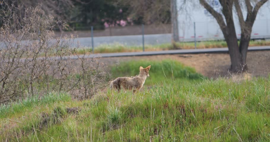 Coyote standing on grassy hill in front of a busy road with people in slow motion  Royalty-Free Stock Footage #1100564725