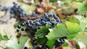 Bunch of ripe grapes hanging on a branch. Vertical video. Red wine variety.