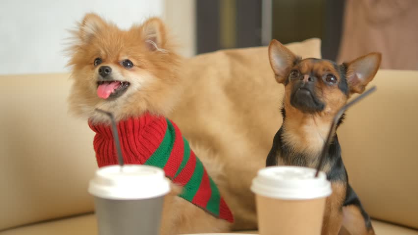 A cute Dogs sits in a cozy chair. Animals and human friendship 4K