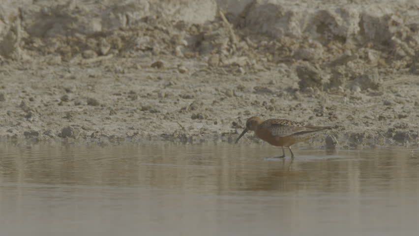 Curlew sandpiper or Calidris ferruginea wades in water. 4K slow motion 120 fps