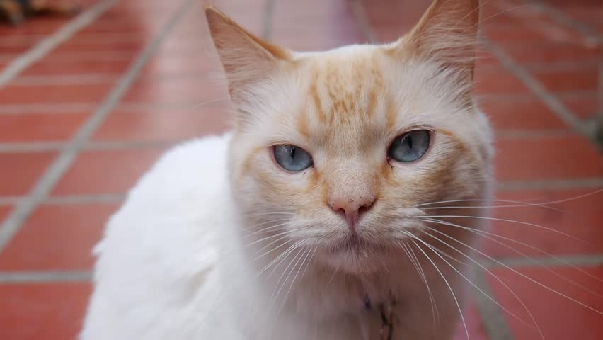White Cat With Blue Eyes, Slow Motion 60fps