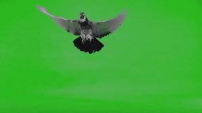 Slow motion flying english pigeon on green screen - Powered by Shutterstock - Get 15% off with code: PIKWIZARD15