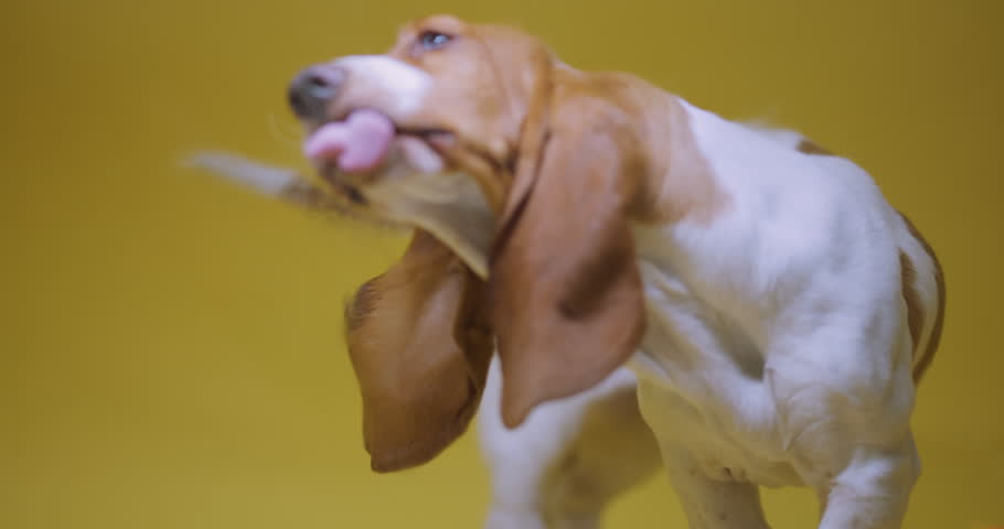Basset hound three months old puppy licking wet glass. Funny dog portrait with tongue stick out. Yellow background.