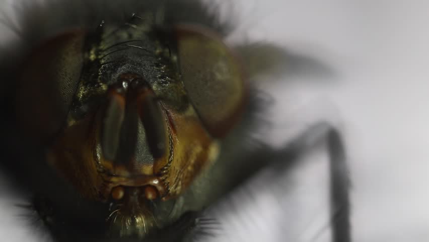 Macro video of a fly